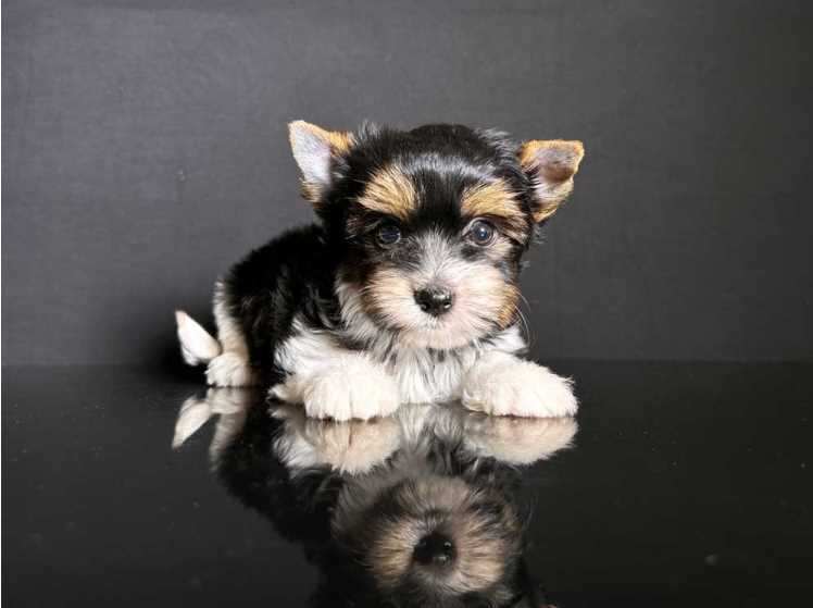 Biewer Terrier For Sale In Mumbai