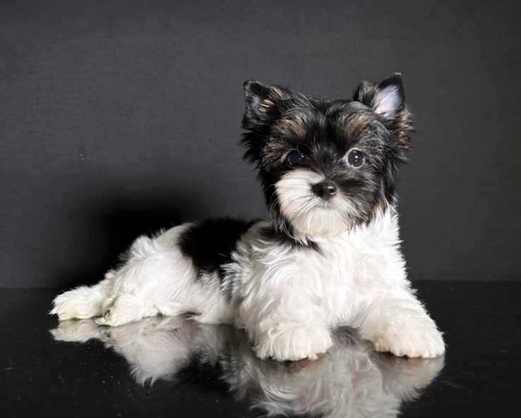 Biewer Terrier For Sale In Mumbai