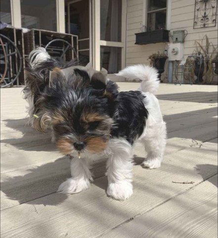 Biewer Terrier For Sale In Mumbai