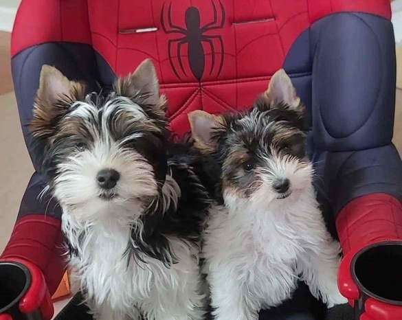 Biewer Terrier For Sale In Mumbai