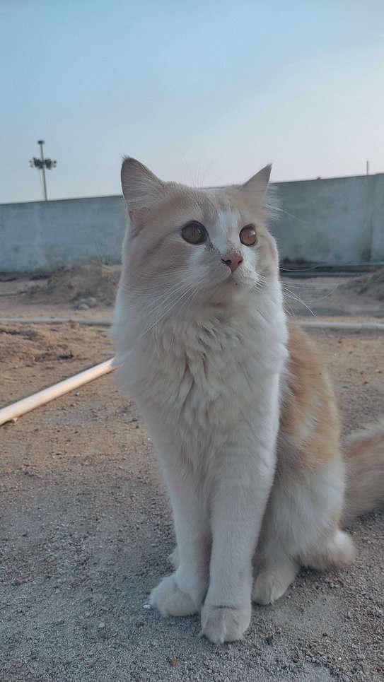 Persian Dogs For Mating In Hyderabad