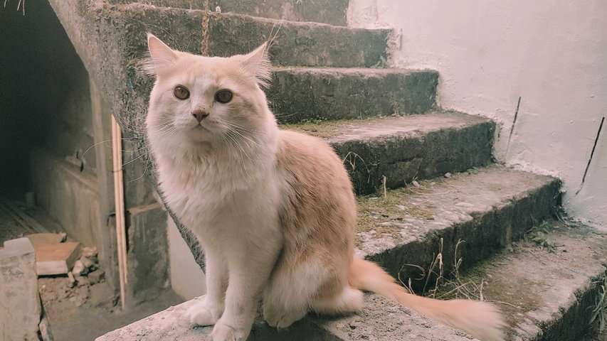 Persian Dogs For Mating In Hyderabad