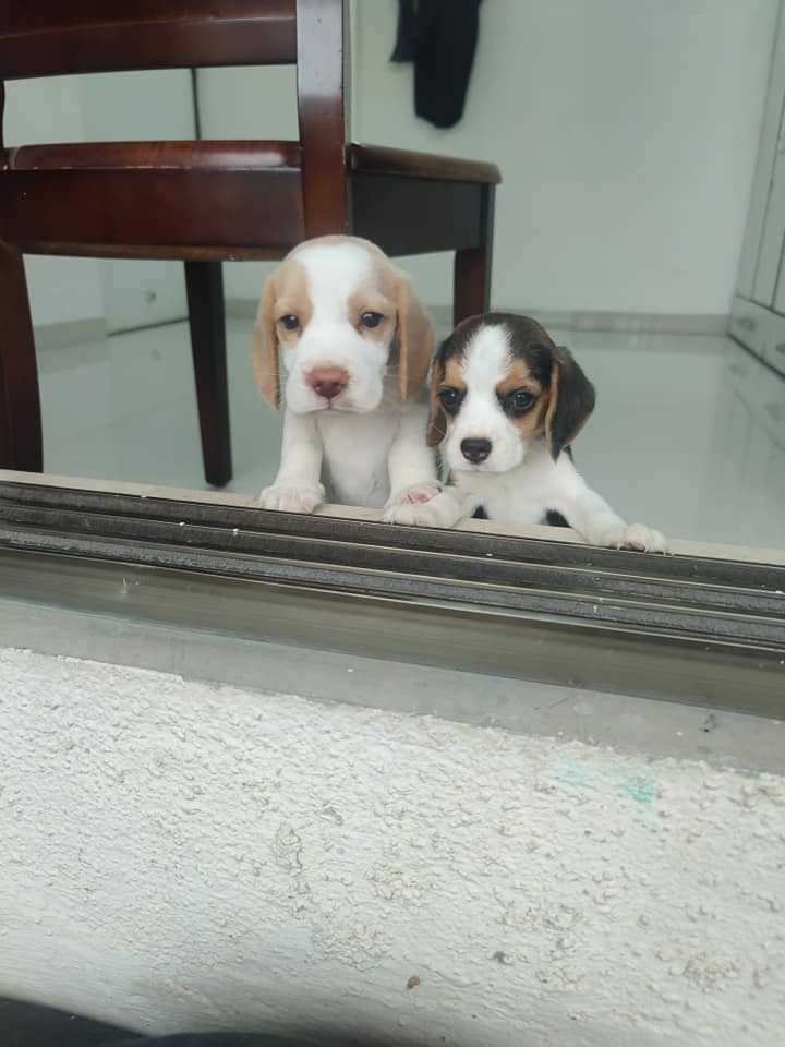 Beagle For Sale In Indore