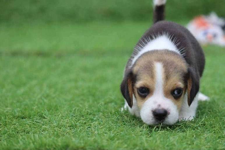 Beagle For Sale In Indore