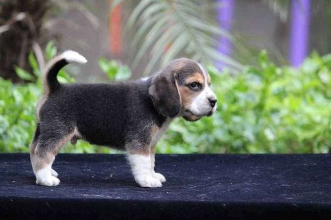 Beagle For Sale In Indore