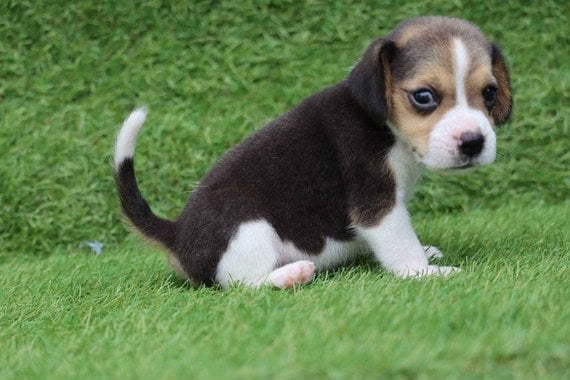 Beagle For Sale In Indore