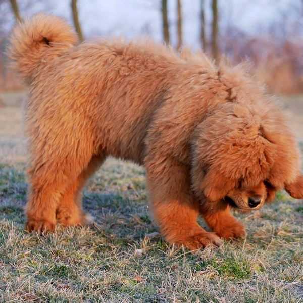 Tibetan Mastiff For Sale In Indore
