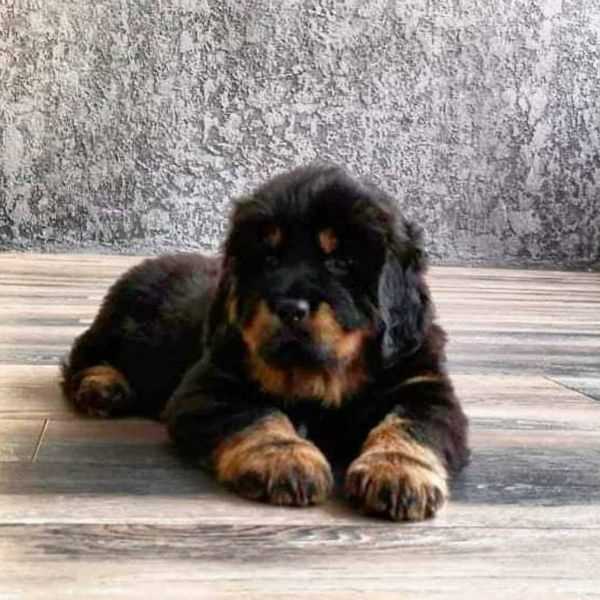 Tibetan Mastiff For Sale In Indore