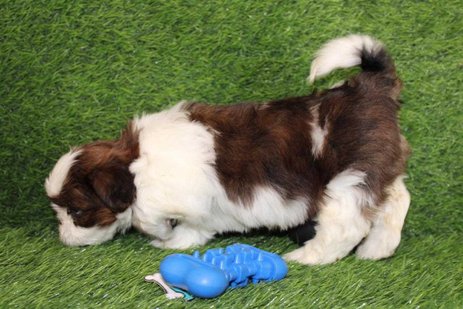 Shih Tzu For Sale In Indore
