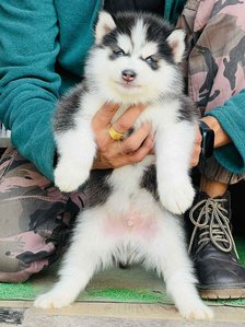 Siberian Husky For Sale In Lucknow