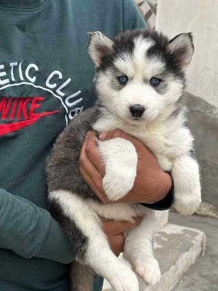 Siberian Husky For Sale In Lucknow