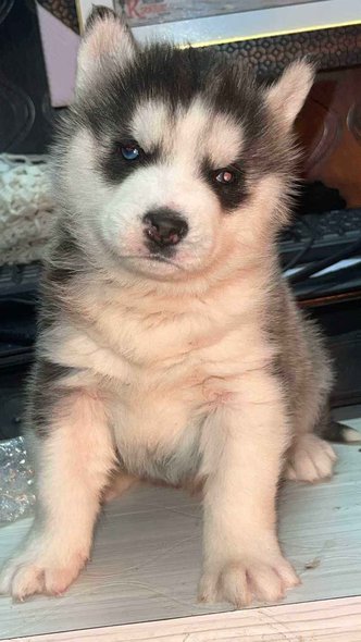 Siberian Husky For Sale In Lucknow
