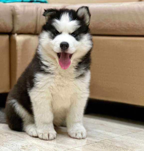 Siberian Husky For Sale In Lucknow