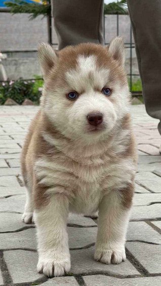 Siberian Husky For Sale In Lucknow
