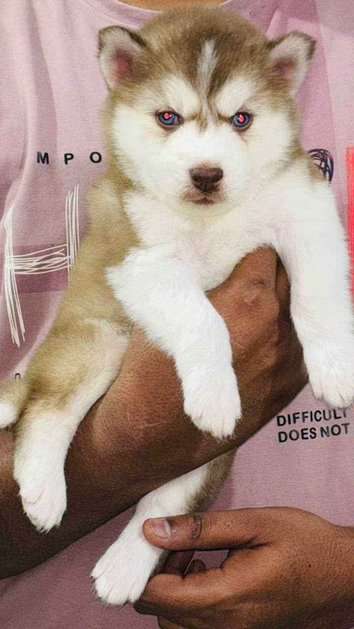 Siberian Husky For Sale In Lucknow