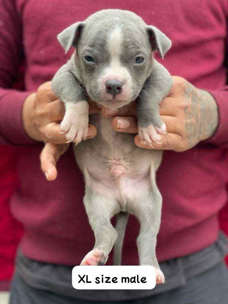 American Bully For Sale In Lucknow