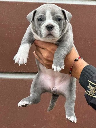 American Bully For Sale In Lucknow