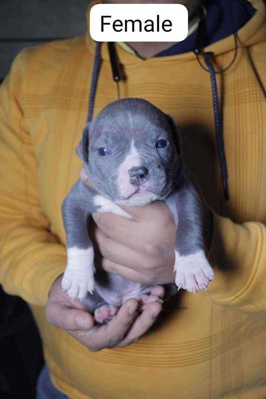 American Bully For Sale In Lucknow