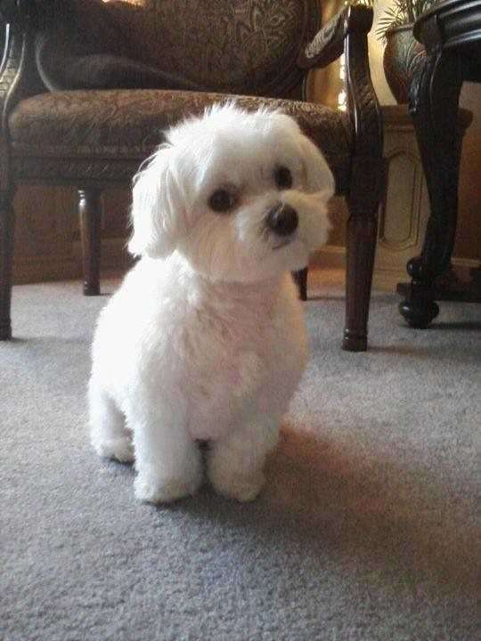 Bichon Frise For Sale In Lucknow