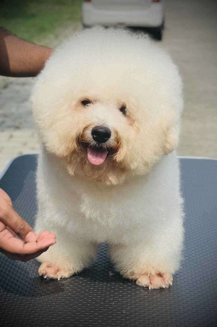 Bichon Frise For Sale In Lucknow