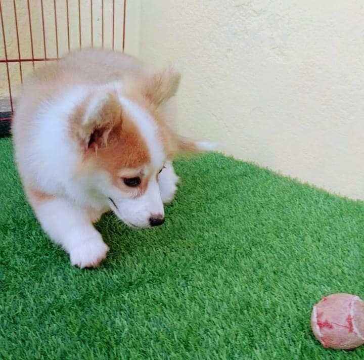Cardigan Welsh Corgi For Sale In Lucknow