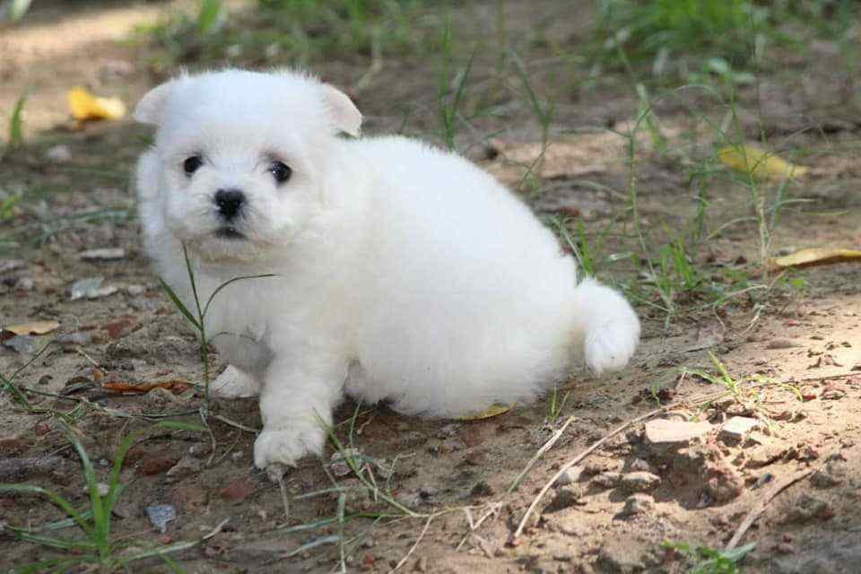 Maltese For Sale In Lucknow