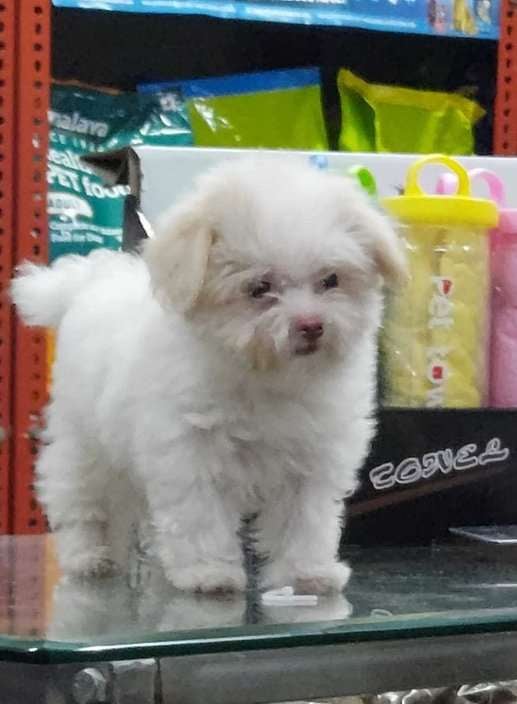 Maltese For Sale In Lucknow