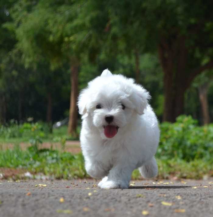 Maltese For Sale In Lucknow