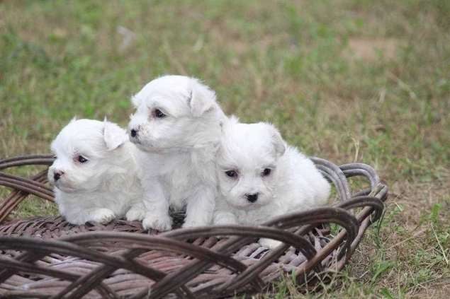 Maltese For Sale In Lucknow