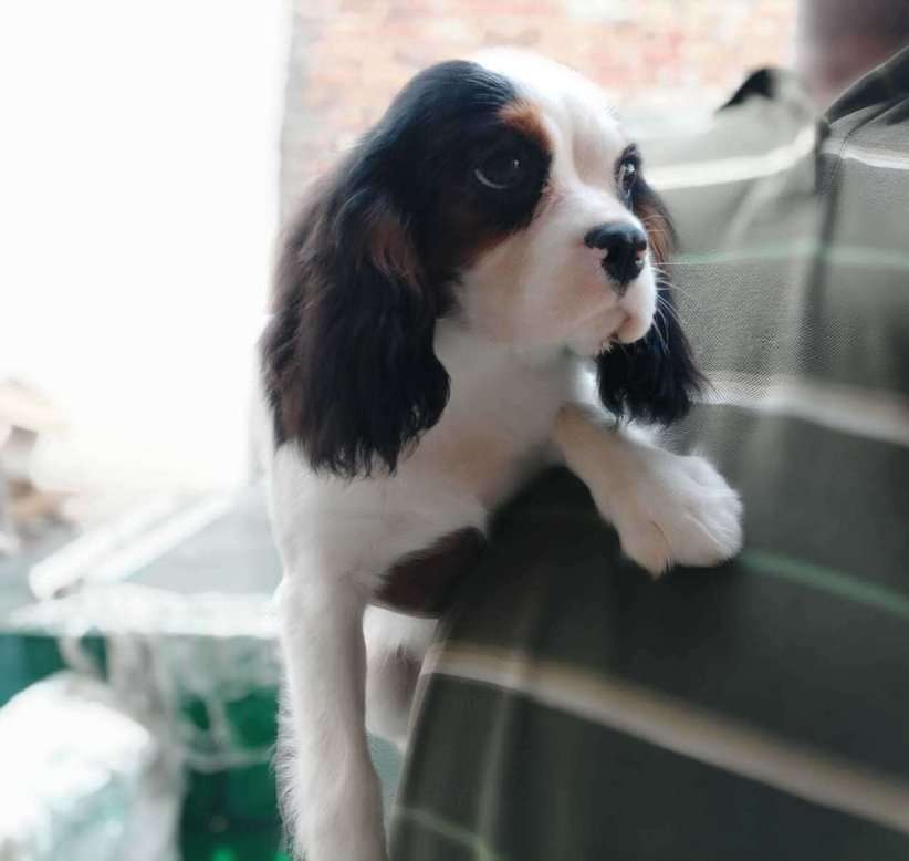 Cavalier King Charles Spaniel For Sale In Lucknow