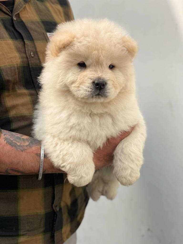 Chow Chow For Sale In Lucknow