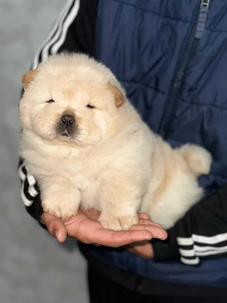 Chow Chow For Sale In Lucknow