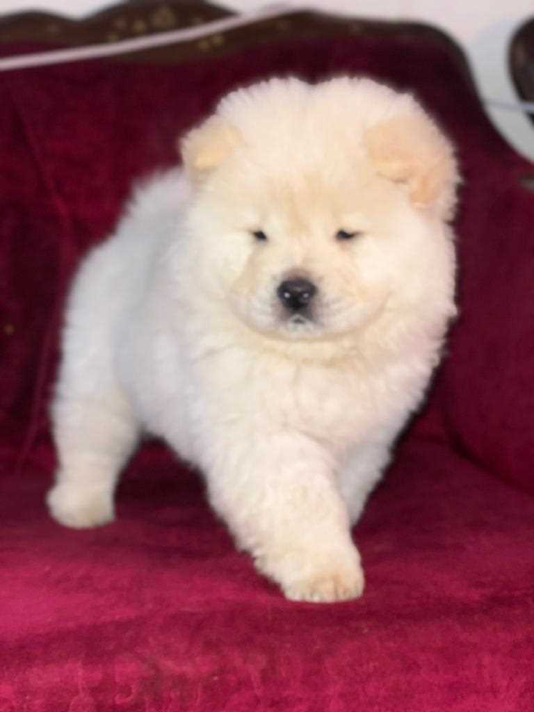 Chow Chow For Sale In Lucknow