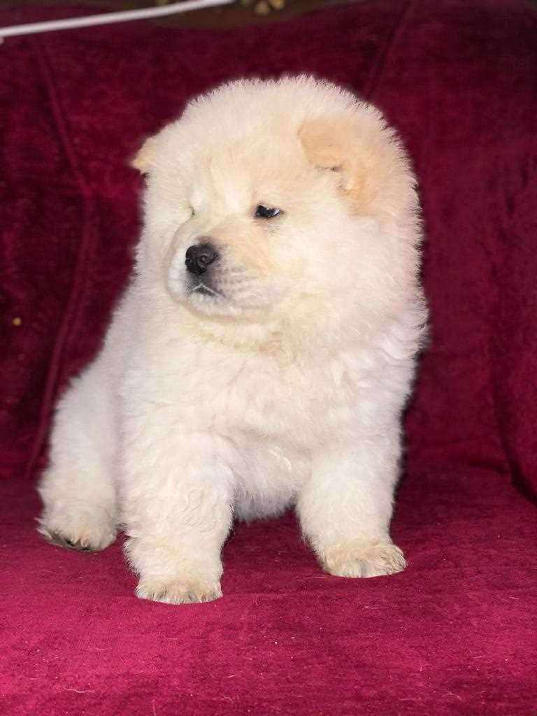 Chow Chow For Sale In Lucknow