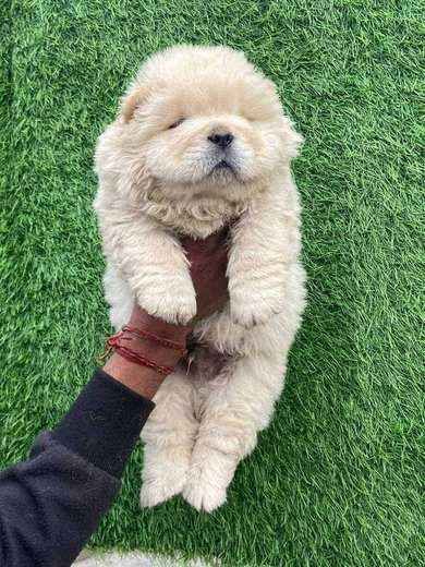 Chow Chow For Sale In Lucknow