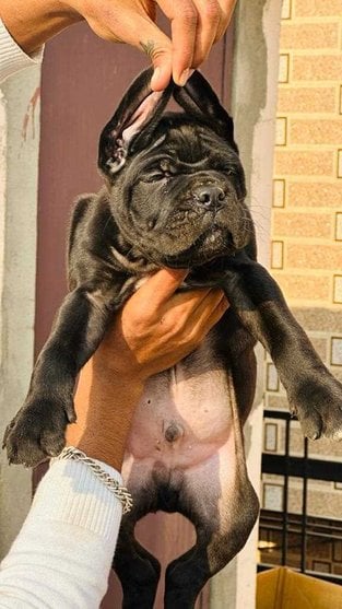 Cane Corso For Sale In Lucknow