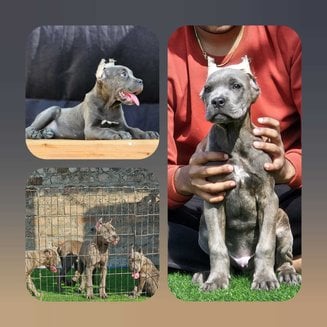 Cane Corso For Sale In Lucknow