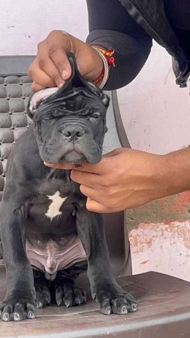 Cane Corso For Sale In Lucknow