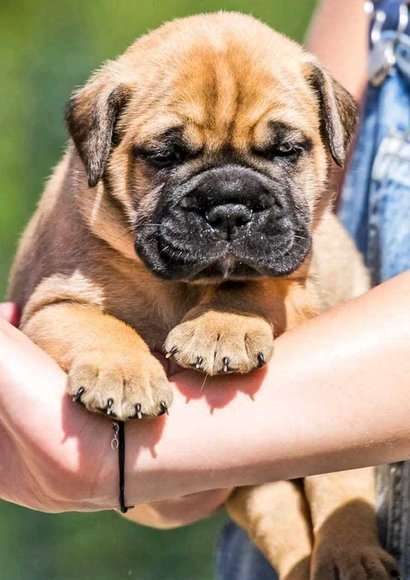 Bullmastiff For Sale In Lucknow