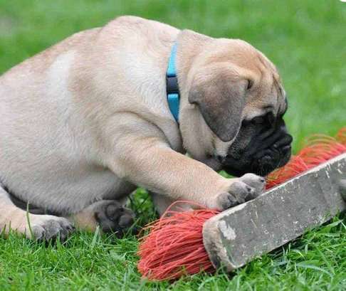 Bullmastiff For Sale In Lucknow