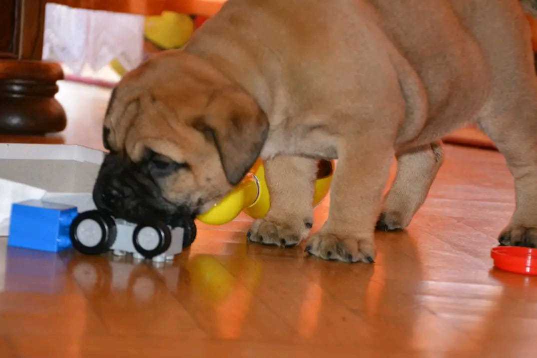 Bullmastiff For Sale In Lucknow