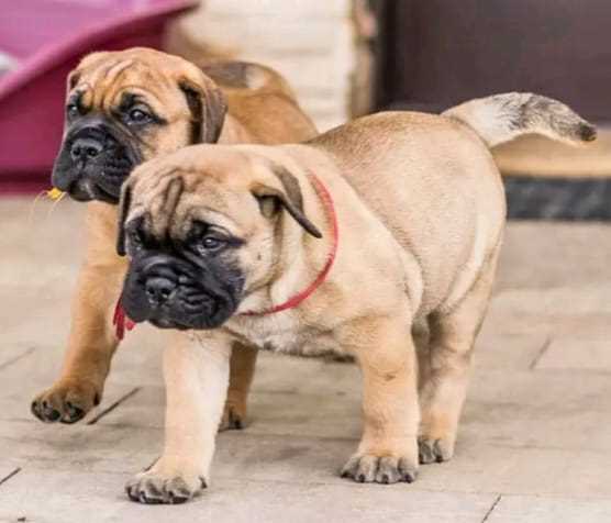Bullmastiff For Sale In Lucknow