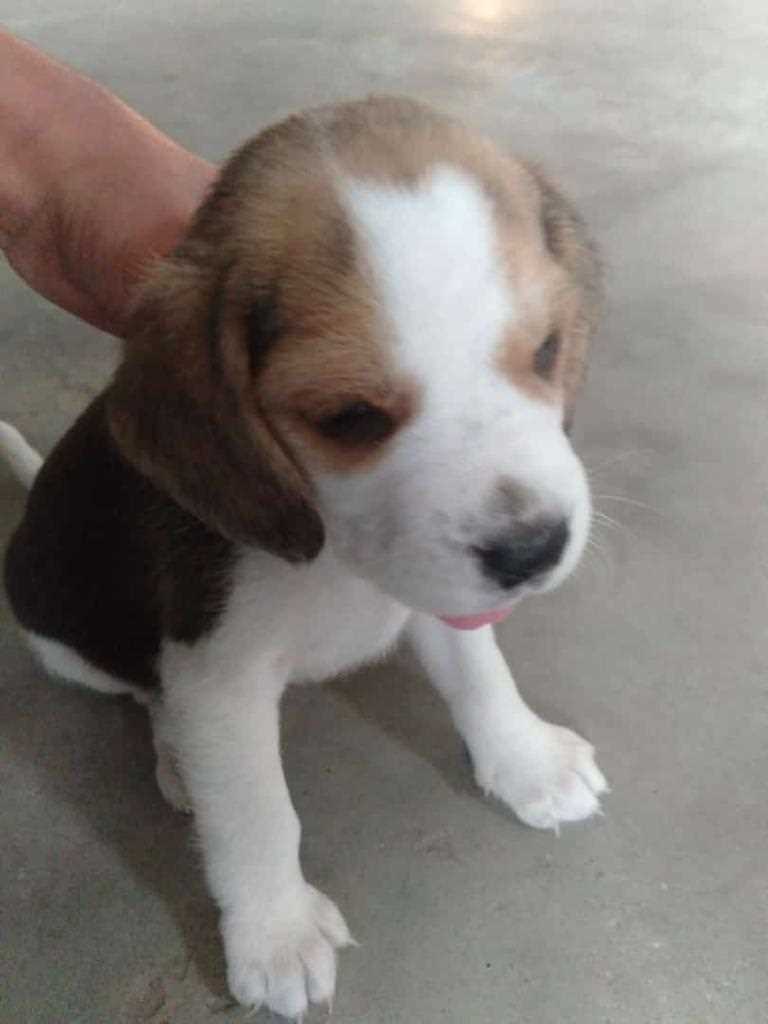 Beagle For Sale In Lucknow