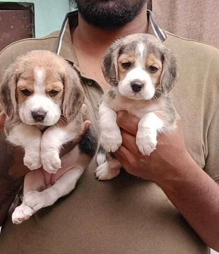 Beagle For Sale In Lucknow