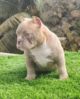 American Bully For Sale In Lucknow