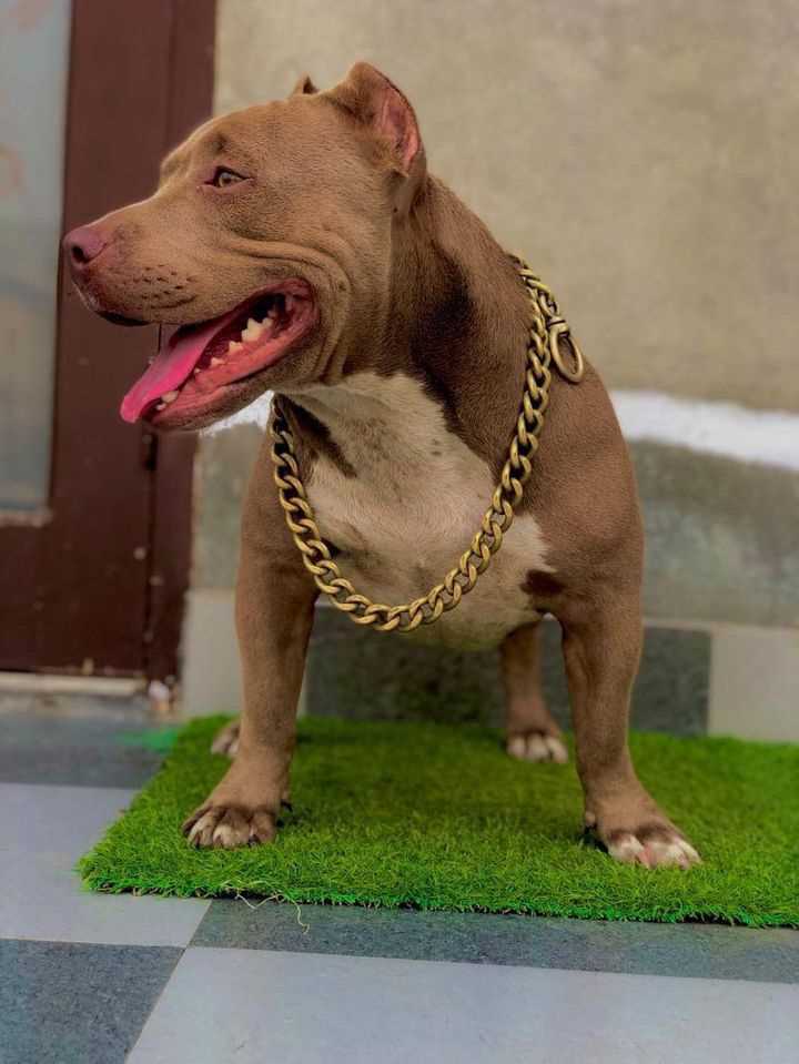 American Bully For Sale In Lucknow