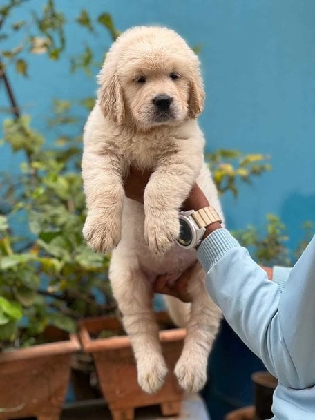 Golden Retriever For Sale In Lucknow