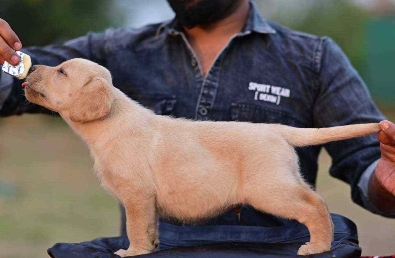 Golden Retriever For Sale In Lucknow
