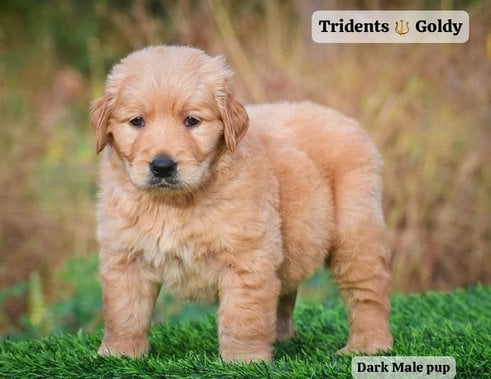 Golden Retriever For Sale In Lucknow