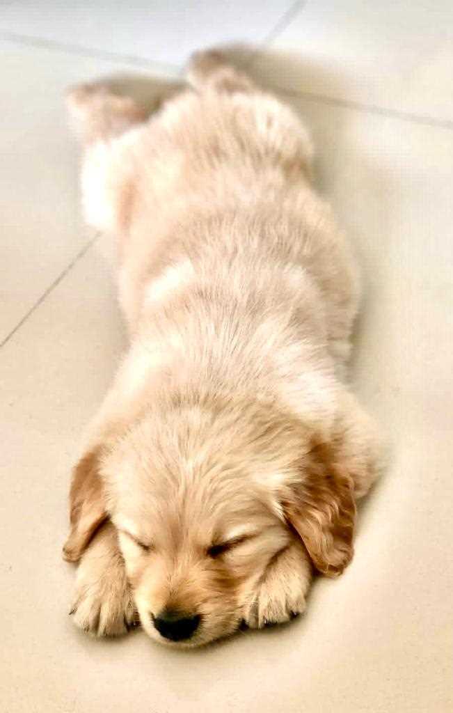 Golden Retriever For Sale In Lucknow